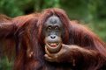 Freder/E+/Getty ImagesScientists observed playful teasing in orangutans