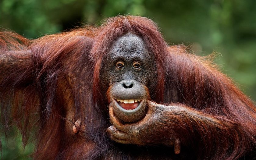 Freder/E+/Getty ImagesScientists observed playful teasing in orangutans